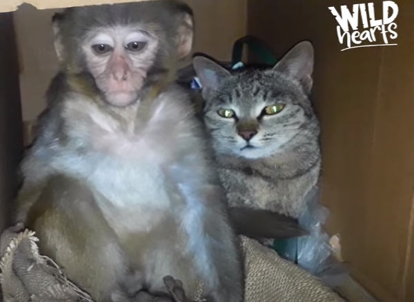 動物的友誼不分種族！ 超暖心虎斑貓主動照顧受傷小猴