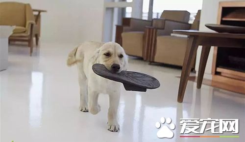 狗狗亂咬鞋子怎么辦 咬拖鞋占有欲作怪