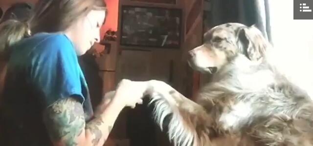 你聽過專為動物設計的的水療中心嗎？ 悉尼就有一家超贊的寵物沙龍