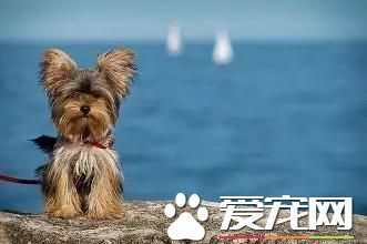 樓房養什么狗最省心 來看看為您推薦的十種小型萌犬