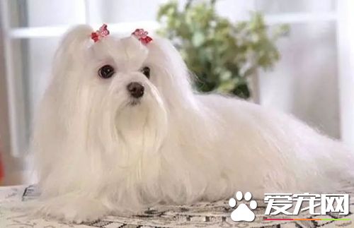 長不大的狗狗品種有哪些 長不大又好養的狗狗品種推薦