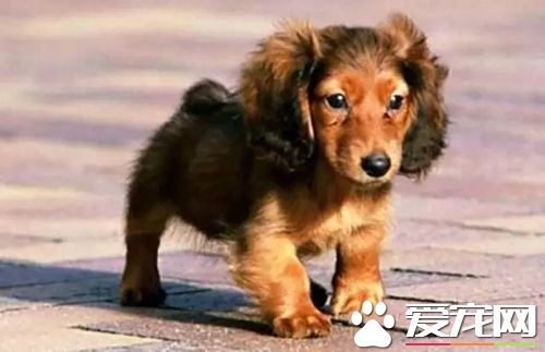 長不大的狗狗品種有哪些 長不大又好養的狗狗品種推薦