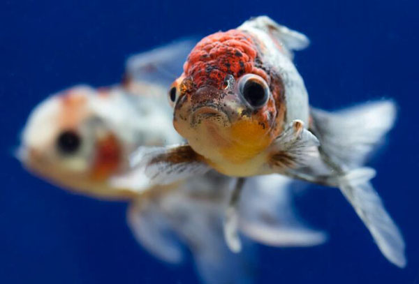 獅子頭金魚幾天喂一次