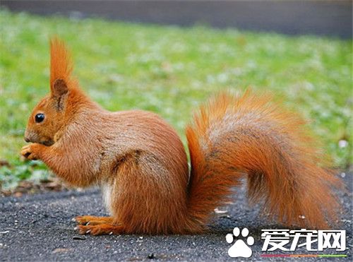 歐洲紅松鼠多少錢 價格一般在400元左右