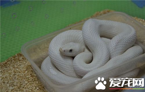 寵物蛇在哪里買 設備衛生合格的爬蟲寵物店購買