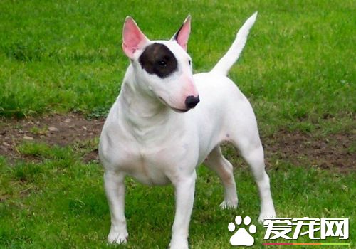 如何選購迷你牛頭梗 最好選擇性格外向的幼犬