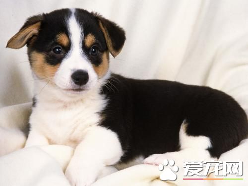 狗狗嘔吐怎么辦 狗狗嘔吐腹瀉治療方法