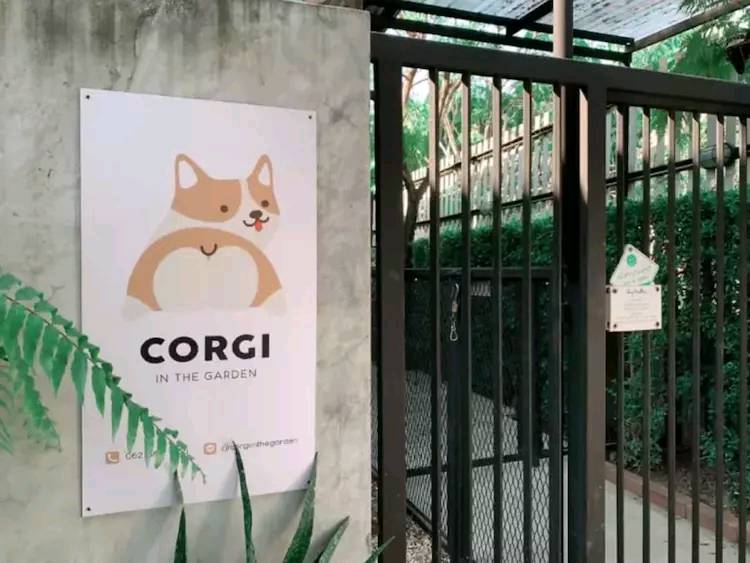 柯基咖啡館 這簡直就是柯基愛好者的天堂
