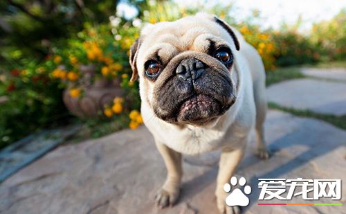 狗狗什么時候打疫苗  定期給狗進行疫苗的預防接種