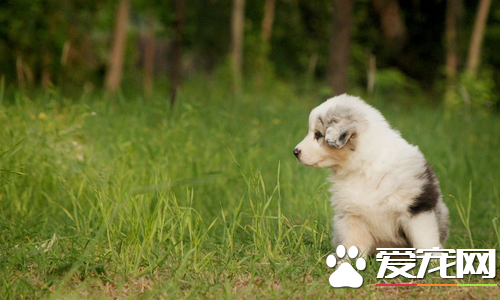 迷你澳洲牧羊犬價格? 價格大約為1000到30000元左右