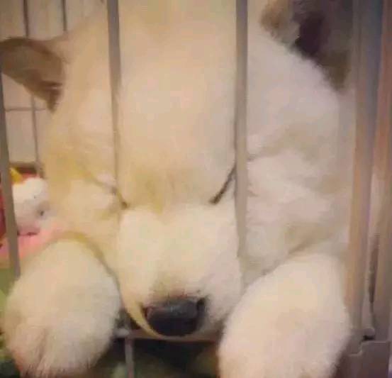這只喜歡生活在夾縫里的汪星人 治愈了16萬的網友