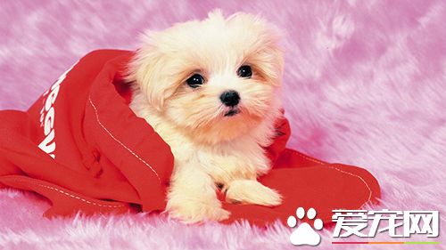 上班族怎么養好狗狗 上班族養狗知識匯總