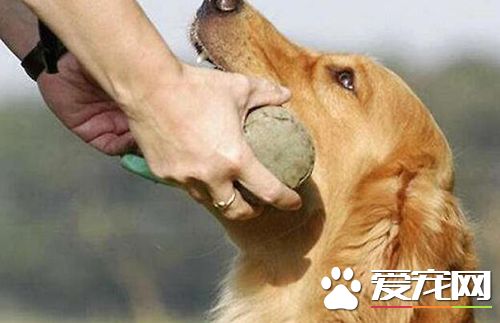 如何與狗狗互動交流 跟狗狗互動交流感情技巧