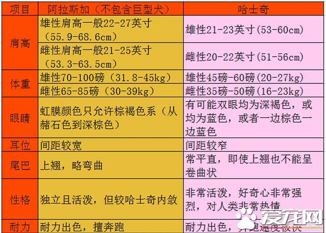 阿拉斯加和哈士奇區別 六個方向輕松辨別誰是二哈