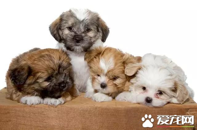 樓房養什么狗最省心 來看看為您推薦的十種小型萌犬