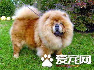 細數最干凈的狗狗品種，你的榜上有名嗎？