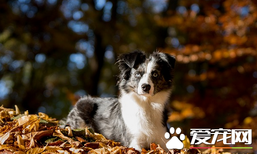 迷你澳洲牧羊犬價格價格大約為1000到30000元左右