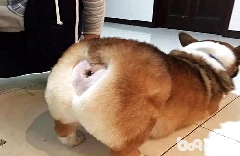 夏天熱了把狗毛剃掉對嗎？