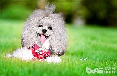 貴賓犬在家怎么洗護？