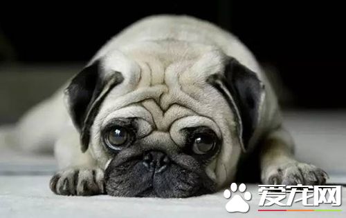 狗狗鼻子干是生病的前兆 狗狗鼻子會干的原因