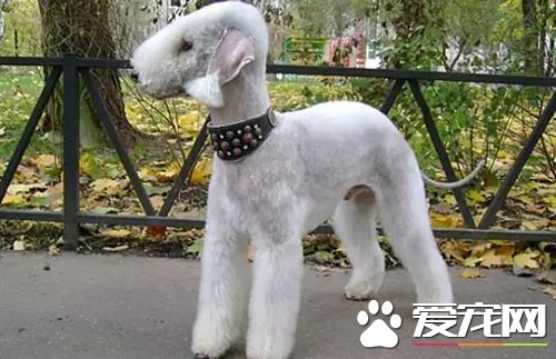 長不大的狗狗品種有哪些 長不大又好養的狗狗品種推薦