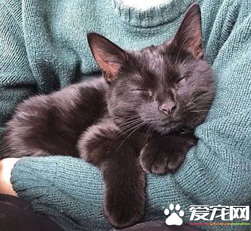 咬人的貓怎么治 對待咬人的貓咪糾正訓練