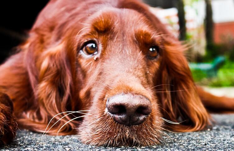 對狗狗們的好消息！ 愛丁堡獸醫研發可檢測犬早期肝病的標志