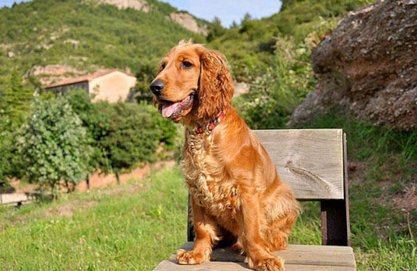 為什么都不養英卡犬