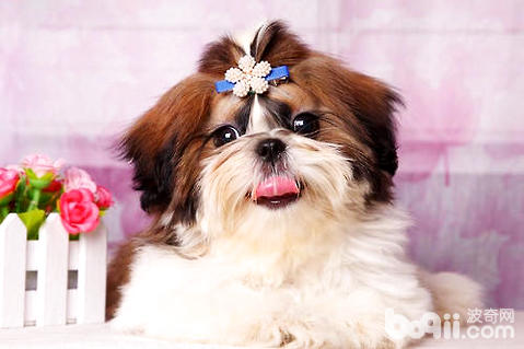 西施犬怎么修剪？西施犬修剪方法
