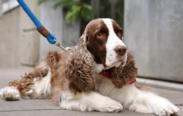 英國名犬有哪些