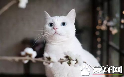 貓咪走丟了怎么辦 讓貓咪走失了自己回家的技巧與注意事項