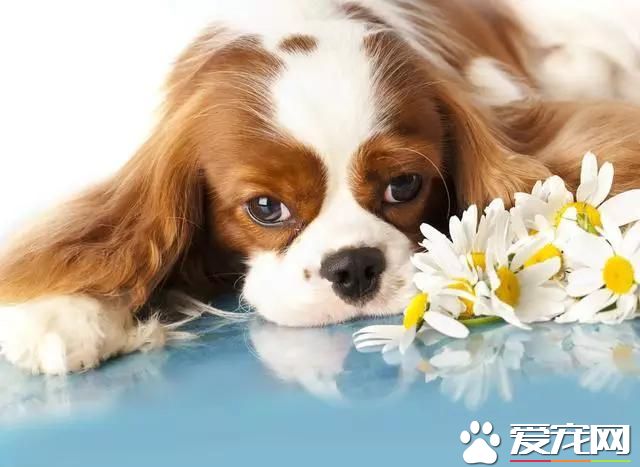 樓房養什么狗最省心 來看看為您推薦的十種小型萌犬