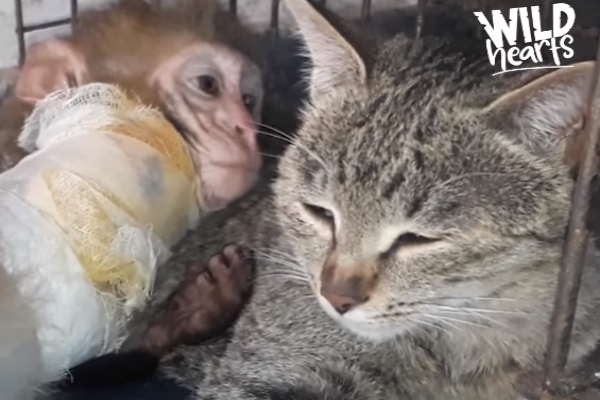 動物的友誼不分種族！ 超暖心虎斑貓主動照顧受傷小猴