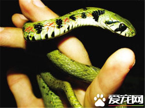 最貴的寵物蛇 莽山烙鐵頭蛇全球僅有500條