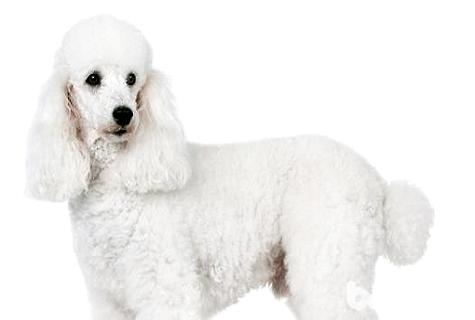 貴賓犬美容教程