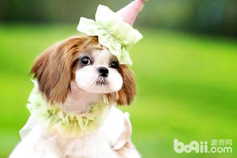 西施犬怎么修剪