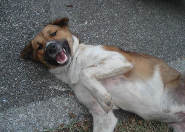 犬瘟細小是什么