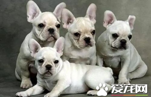 狗狗鼻子干是生病的前兆 狗狗鼻子會干的原因