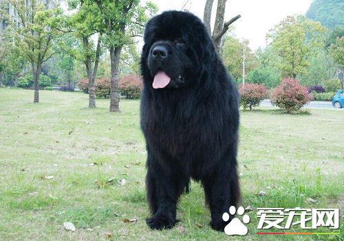 如何選購紐芬蘭犬 選擇眼睛明亮靈活有神的<a href=/zhonglei/gou/ target=_blank class=infotextkey>狗</a>狗