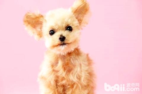 貴賓犬怎么美容？貴賓犬美容教程