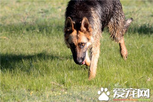 德國牧羊犬挑選 在幼犬生后40天最為合適挑選