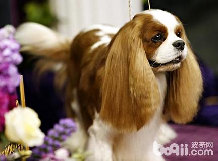 查理士王小獵犬怎么美容？查理士王小獵犬美容