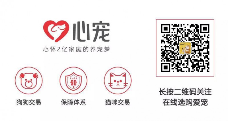 純種西高地白梗多少錢一只？價格實惠、購犬送馴養手冊包教包會~西高地白梗價格|西高地白梗圖片|西高地白梗視頻