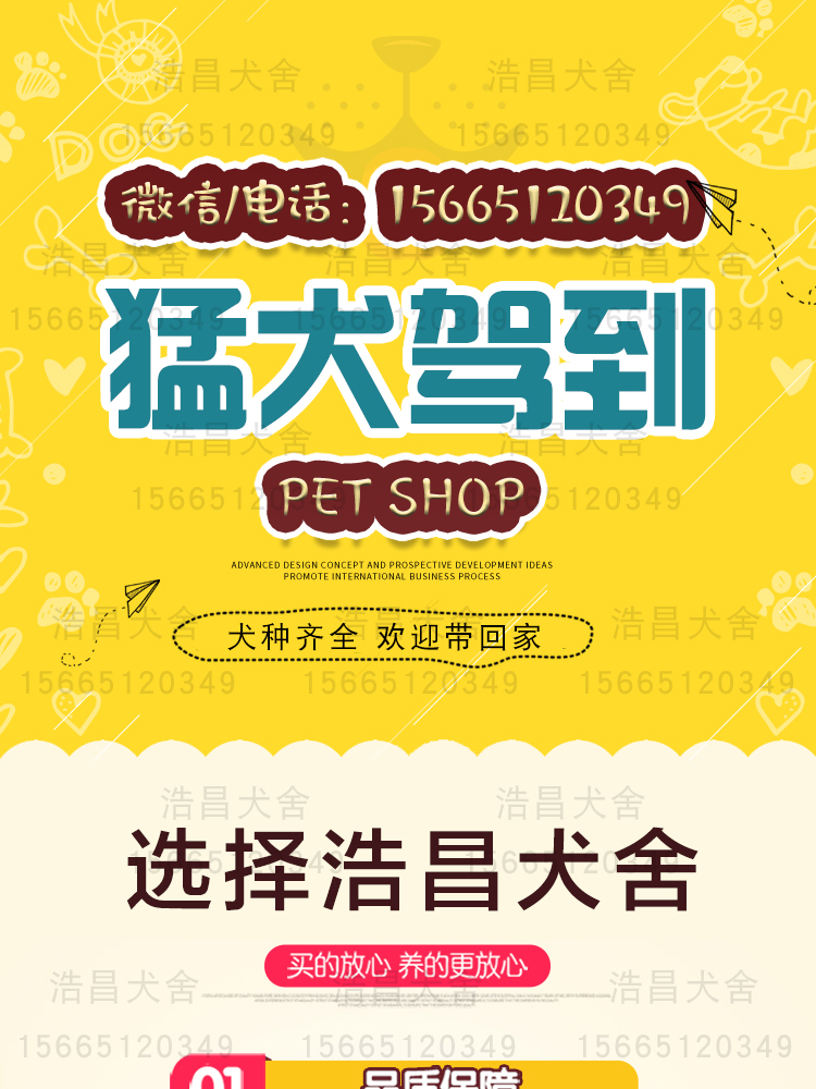 黑白全活 上下車 盯燈掐窩 格力犬1000起貨到付款免費運輸