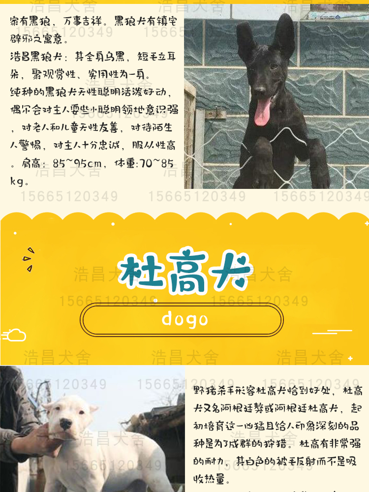 純種狼青犬1500元起，免費運輸，貨到付款，全網急售88只