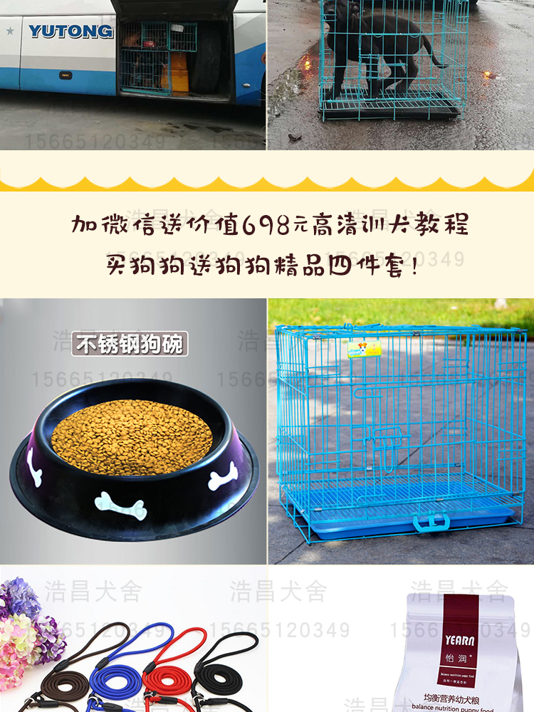 東德牧羊犬試養三個月付款 送狗糧狗狗四件套 免費運輸 簽協議 東德牧羊犬試養三個月付款 送狗糧狗狗四件套 免費運輸 簽協議