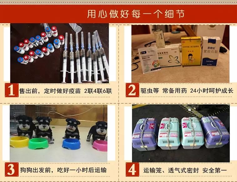 純種西高地白梗多少錢一只？價格實惠、購犬送馴養手冊包教包會~西高地白梗價格|西高地白梗圖片|西高地白梗視頻