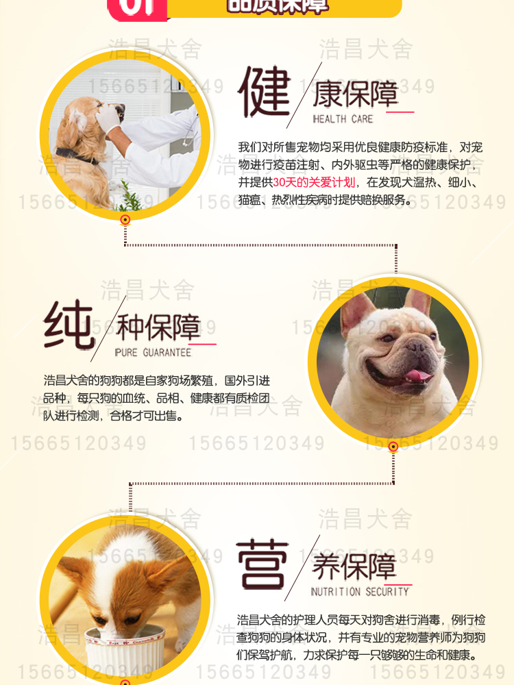 純種狼青犬1500元起，免費運輸，貨到付款，全網急售88只