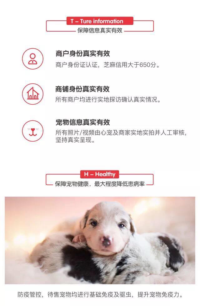 純種西高地白梗多少錢一只？價格實惠、購犬送馴養手冊包教包會~西高地白梗價格|西高地白梗圖片|西高地白梗視頻