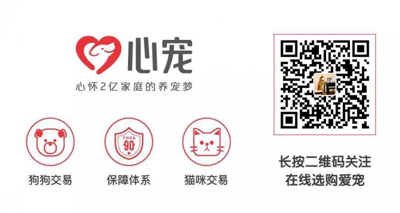 本地商家出售純種健康斑點狗簽購寵協議丶三證齊全丶支持上門自提丶全國送貨上門